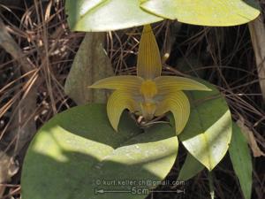 Bulbophyllum lobbii subsp. siamense