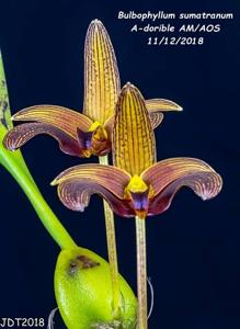 Bulbophyllum lobbii subsp. breviflorum