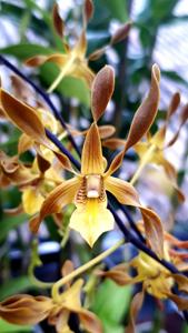 Dendrobium trilamellatum