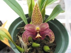 Bulbophyllum facetum