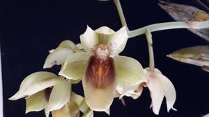Catasetum galeritum