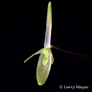 Barbosella cogniauxiana