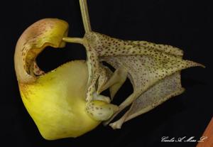 Coryanthes bruchmuelleri