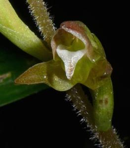 Goodyera viridiflora