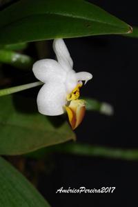 Phalaenopsis lobbii