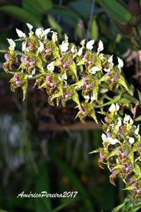 Dendrobium polysema