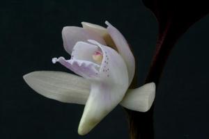 Changnienia amoena