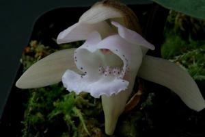 Changnienia amoena