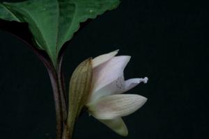 Changnienia amoena