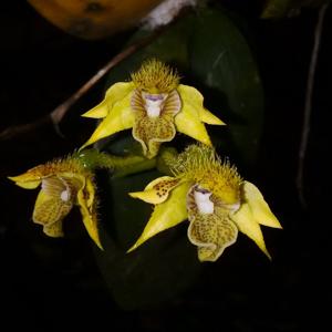 Dendrobium macrophyllum var. macrophyllum