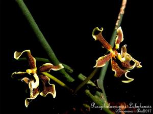Paraphalaenopsis labukensis