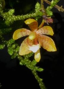 Grosourdya muscosa