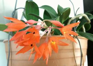 Alamania punicea