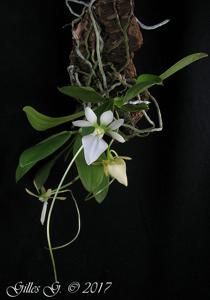 Neobathiea grandidieriana