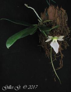 Neobathiea grandidieriana