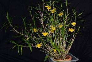 Dendrobium hancockii