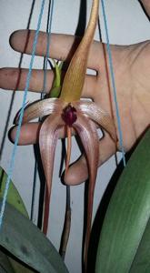Bulbophyllum echinolabium