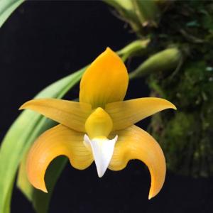 Bulbophyllum claptonense