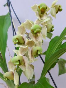 Catasetum albovirens
