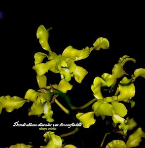 Dendrobium discolor var. broomfieldii