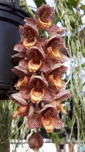 Catasetum denticulatum