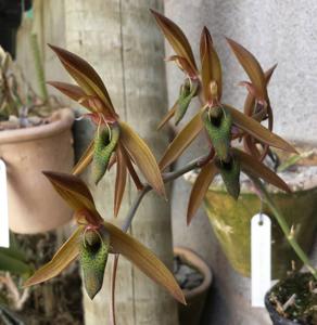 Catasetum callosum