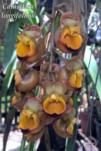 Catasetum longifolium