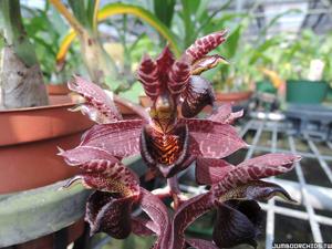 Catasetum cirrhaeoides