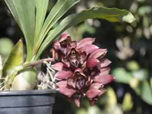 Catasetum cirrhaeoides