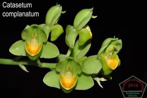 Catasetum complanatum