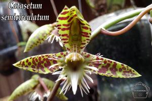 Catasetum semicirculatum