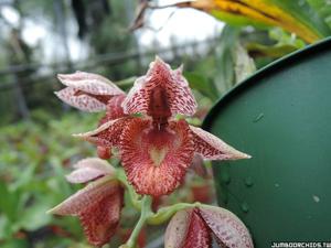 Catasetum denticulatum