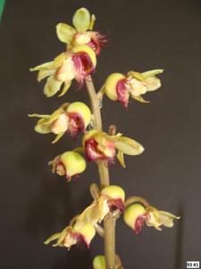 Catasetum discolor