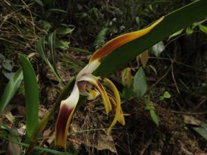 Maxillaria luteograndiflora