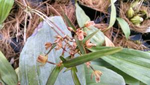 Scaphyglottis longicaulis
