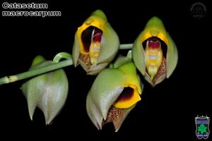 Catasetum macrocarpum