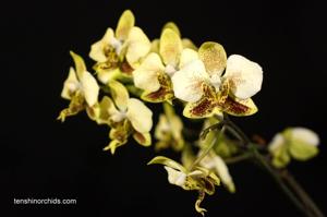 Phalaenopsis stuartiana