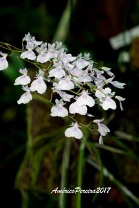 Ionopsis utricularioides