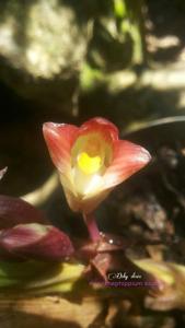 Acanthophippium bicolor