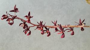 Mormodes warszewiczii