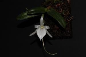 Angraecum equitans