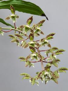 Catasetum semicirculatum