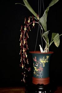 Catasetum transversicallosum