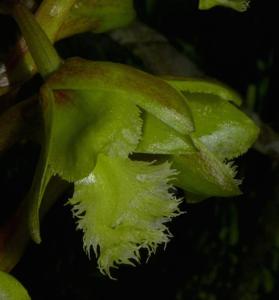 Dendrobium fimbrilabium