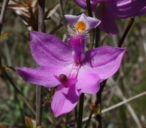 Calopogon tuberosus
