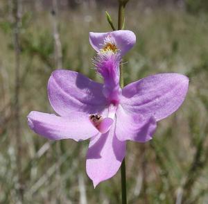 Calopogon tuberosus