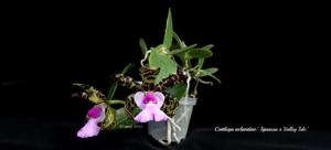 Cattleya aclandiae