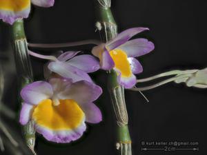 Dendrobium crepidatum