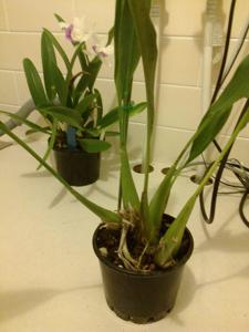 Coelogyne pangasinanensis