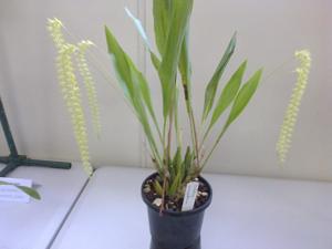 Coelogyne pangasinanensis